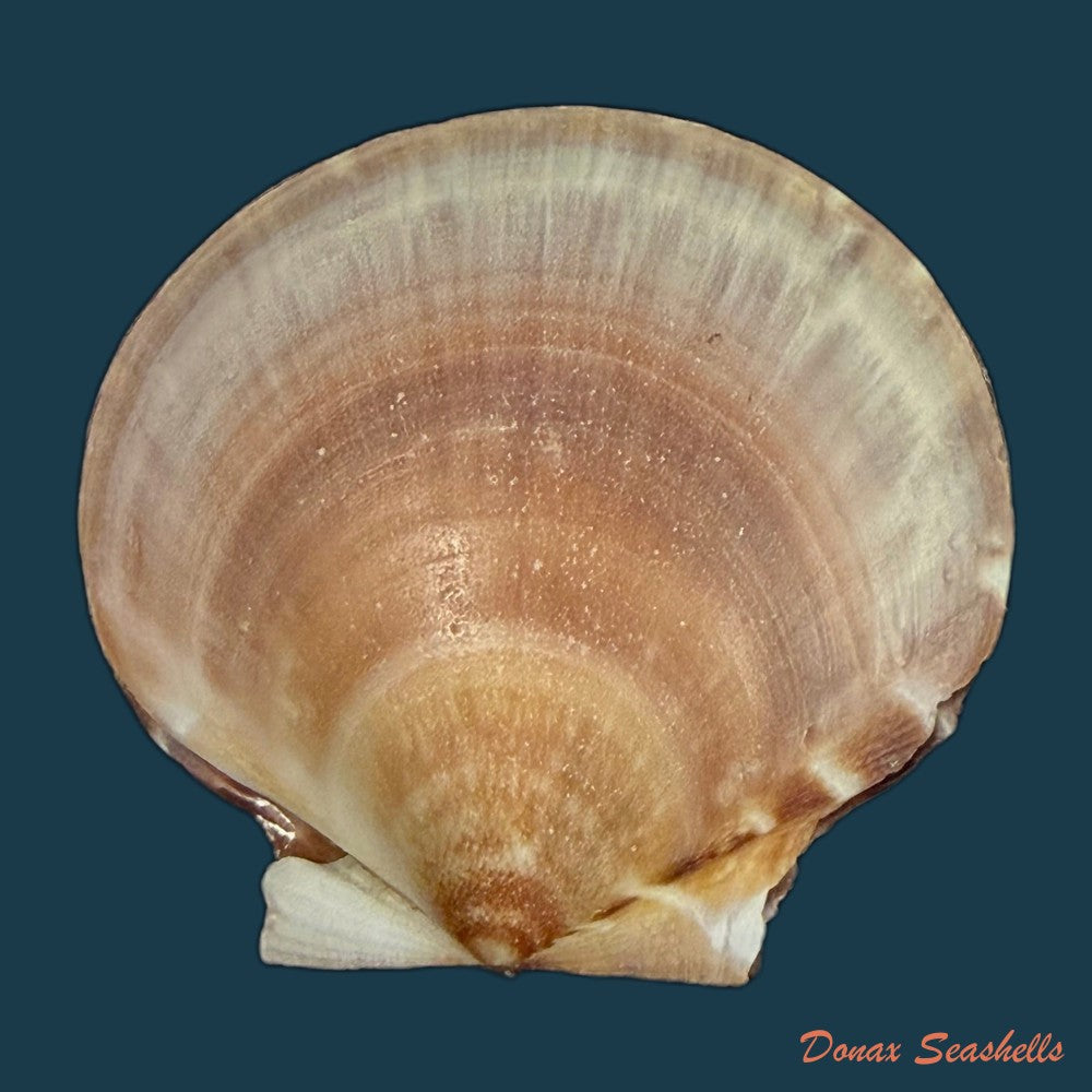 lissochlamys-exotica-holten-1802-29-3mm-copia