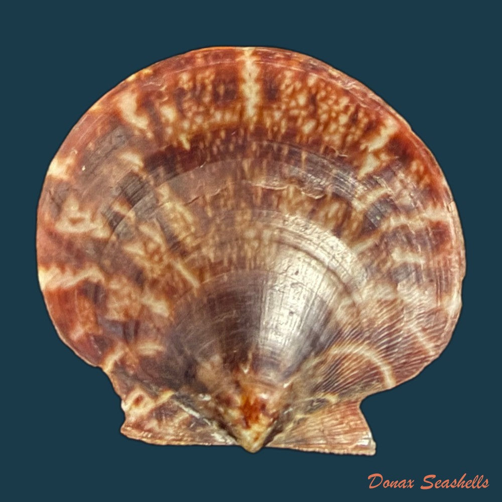 lissochlamys-exotica-holten-1802-33-5mm-copia