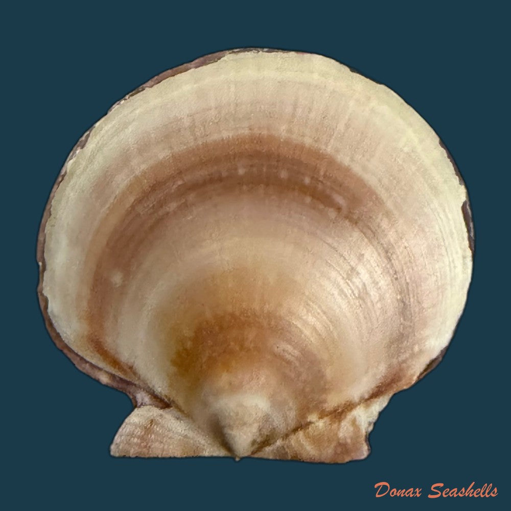 lissochlamys-exotica-holten-1802-33-5mm-copia