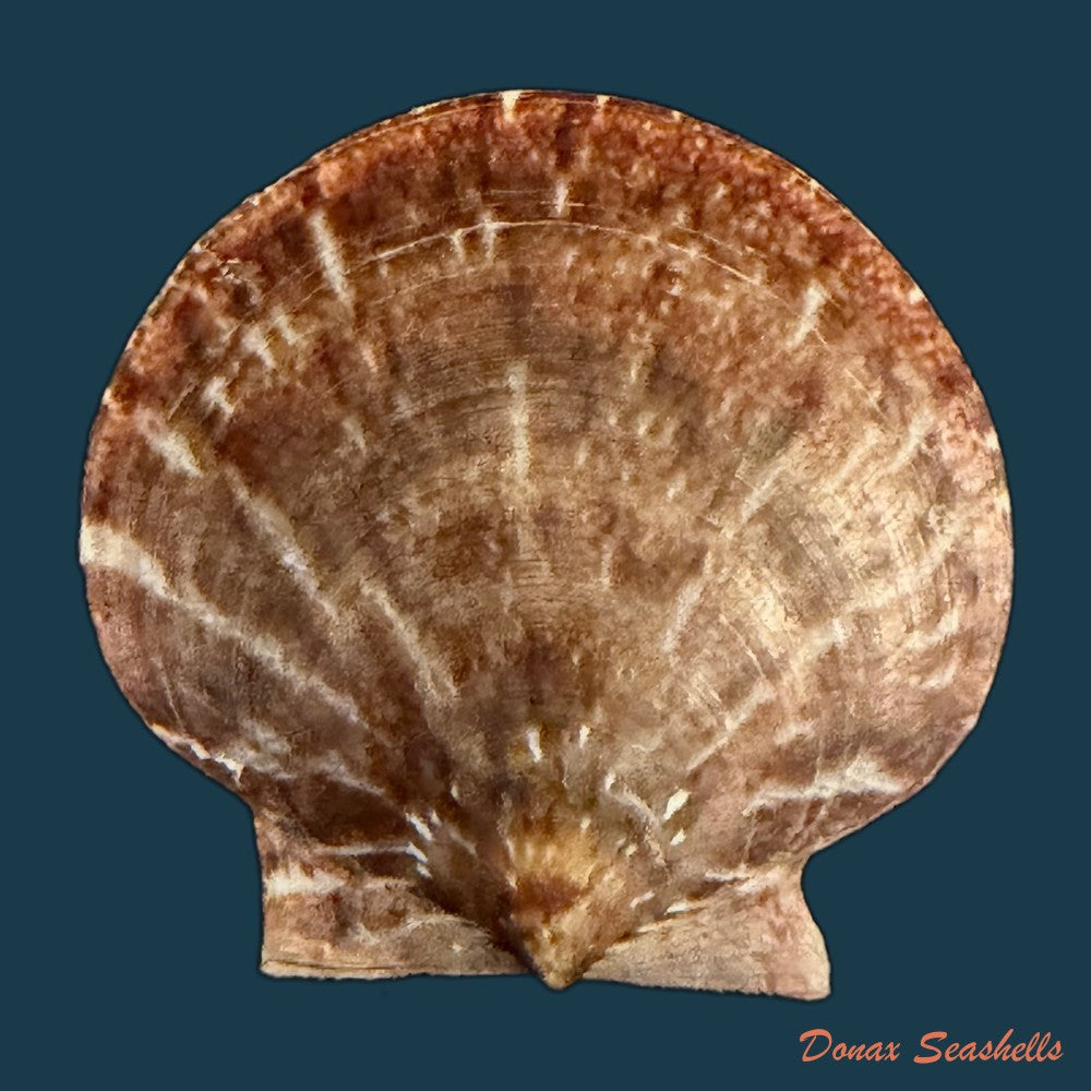 lissochlamys-exotica-holten-1802-35-2mm-copia