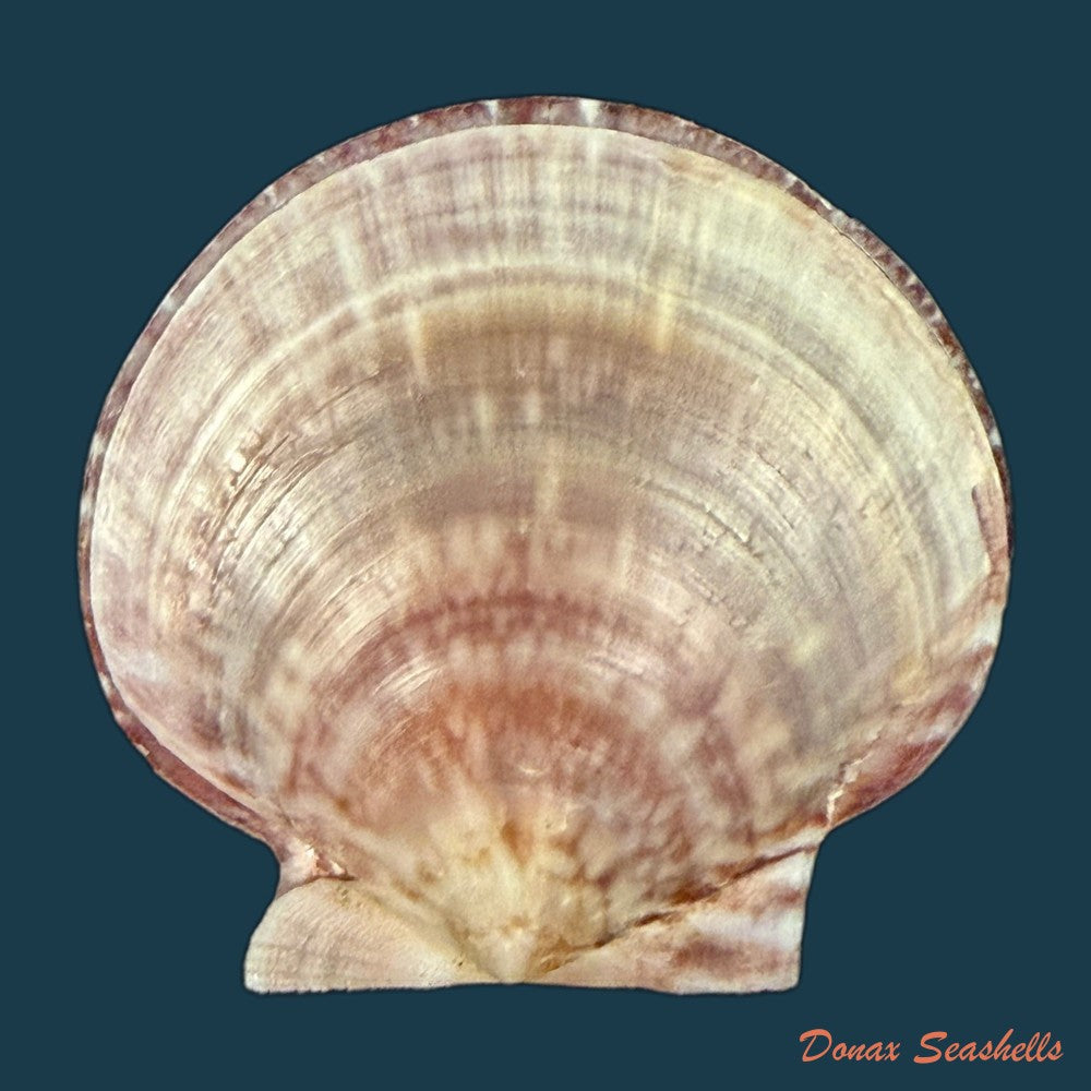 lissochlamys-exotica-holten-1802-35-2mm-copia