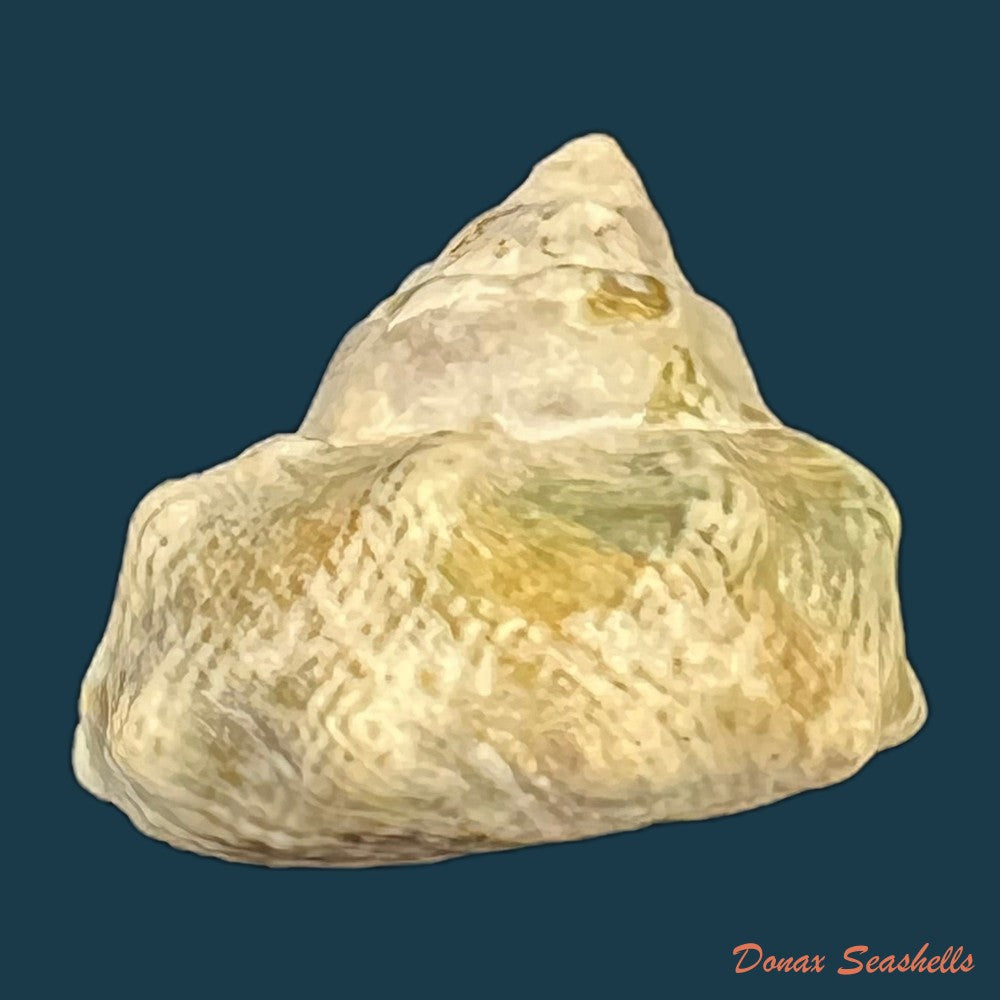 lithopoma-tuber-linnaeus-1758-20-7mm-copia