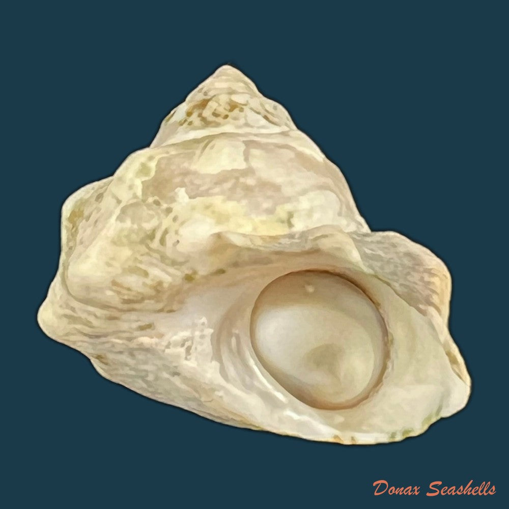 lithopoma-tuber-linnaeus-1758-20-7mm-copia