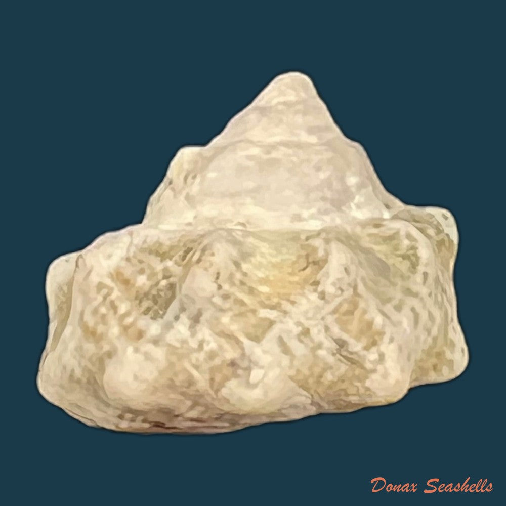 lithopoma-tuber-linnaeus-1758-21-4mm-copia