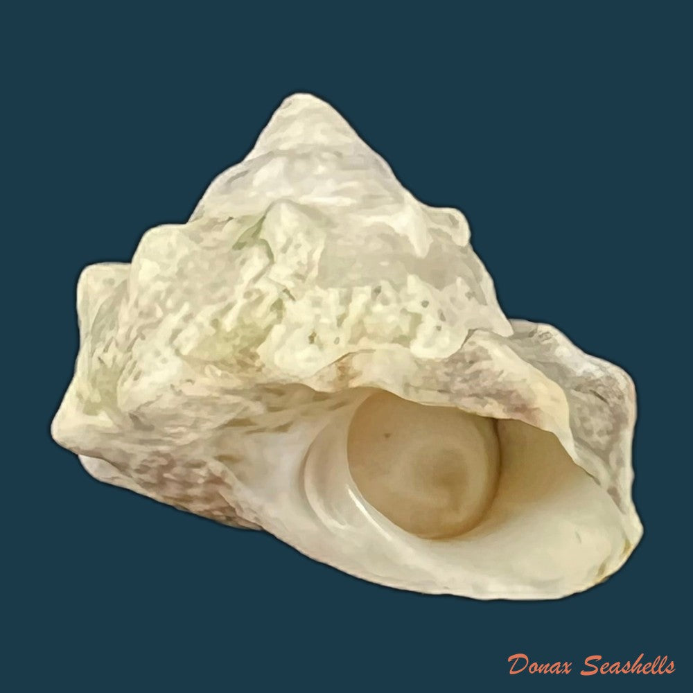 lithopoma-tuber-linnaeus-1758-21-4mm-copia