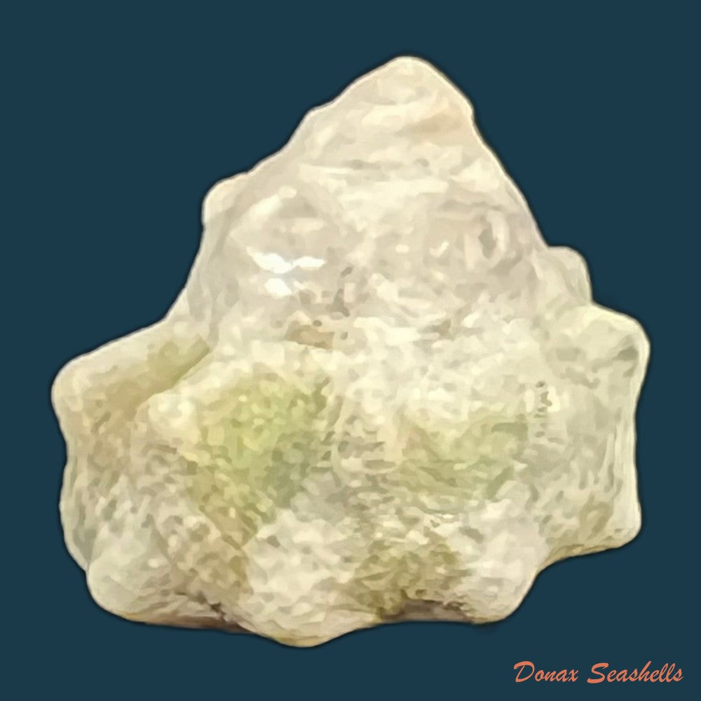 lithopoma-tuber-linnaeus-1758-22-4mm-copia