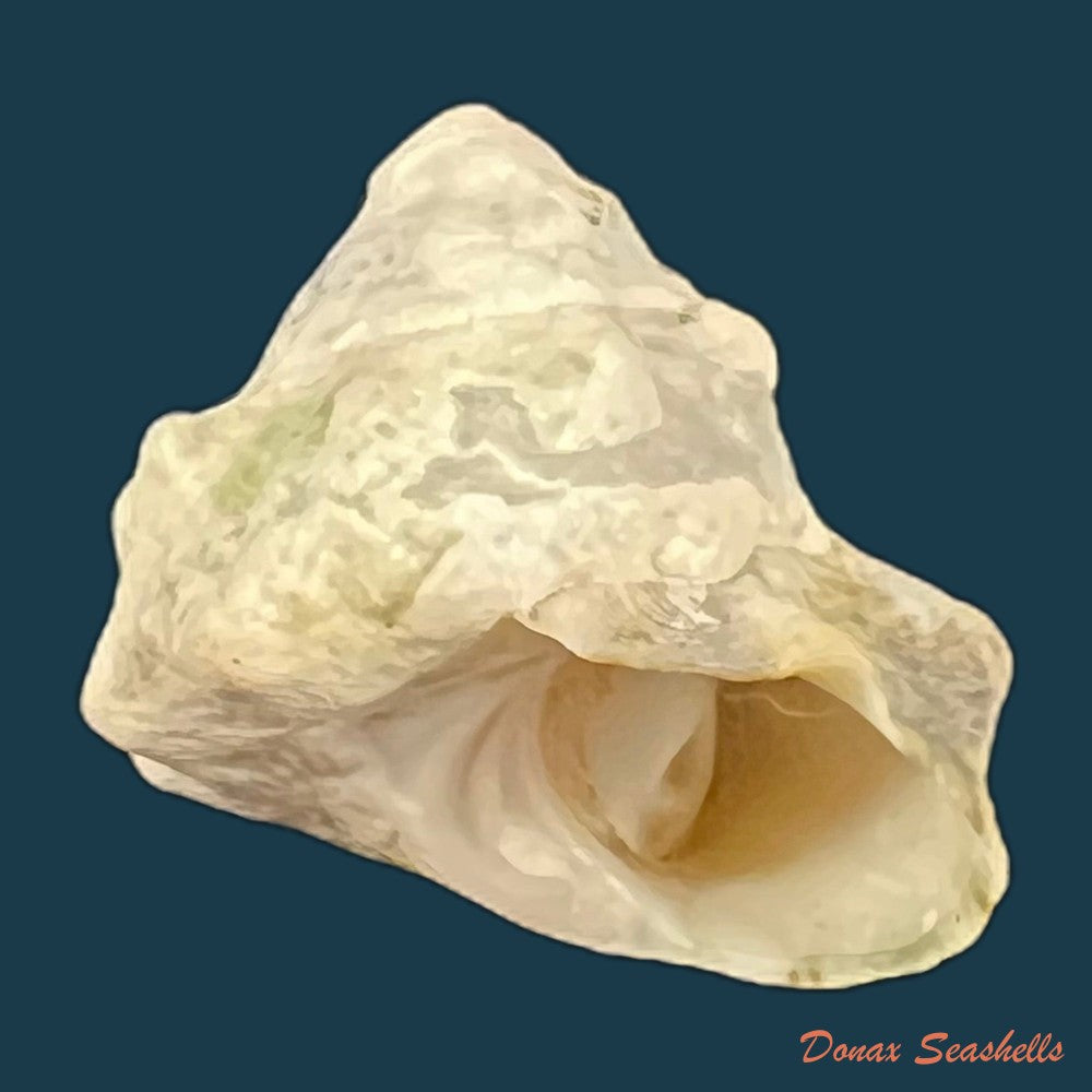 lithopoma-tuber-linnaeus-1758-22-4mm-copia