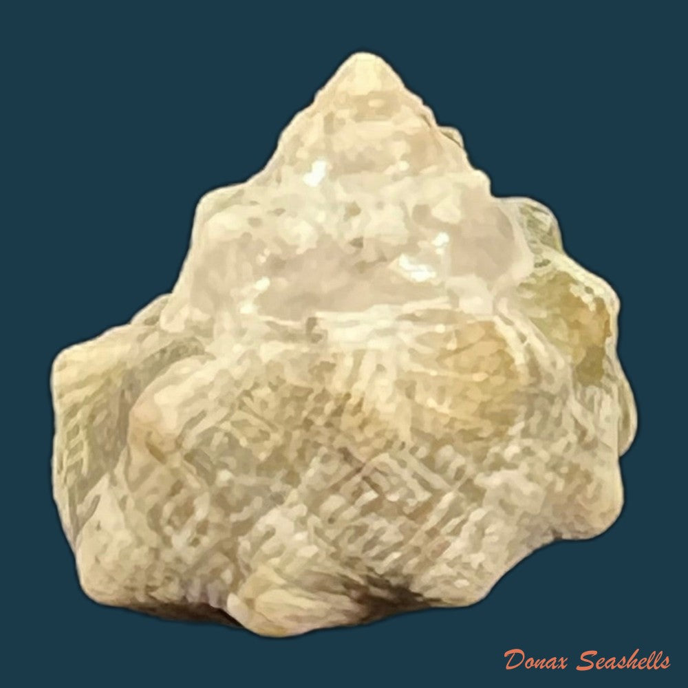 lithopoma-tuber-linnaeus-1758-23-6mm-copia-1