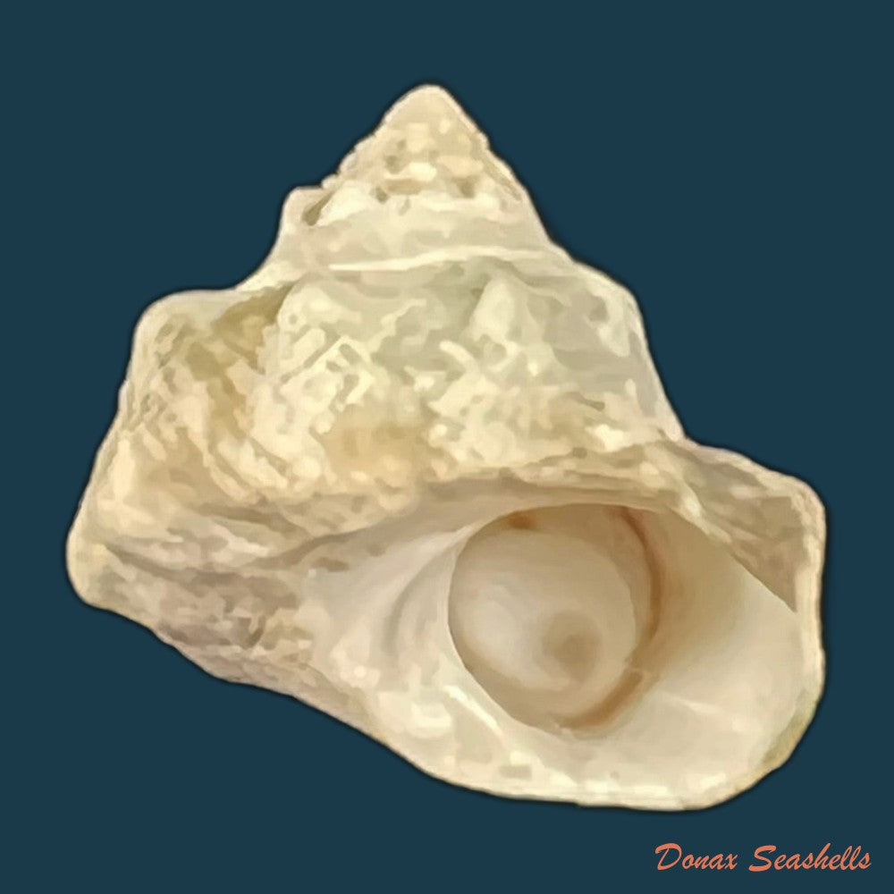 lithopoma-tuber-linnaeus-1758-23-6mm-copia-1