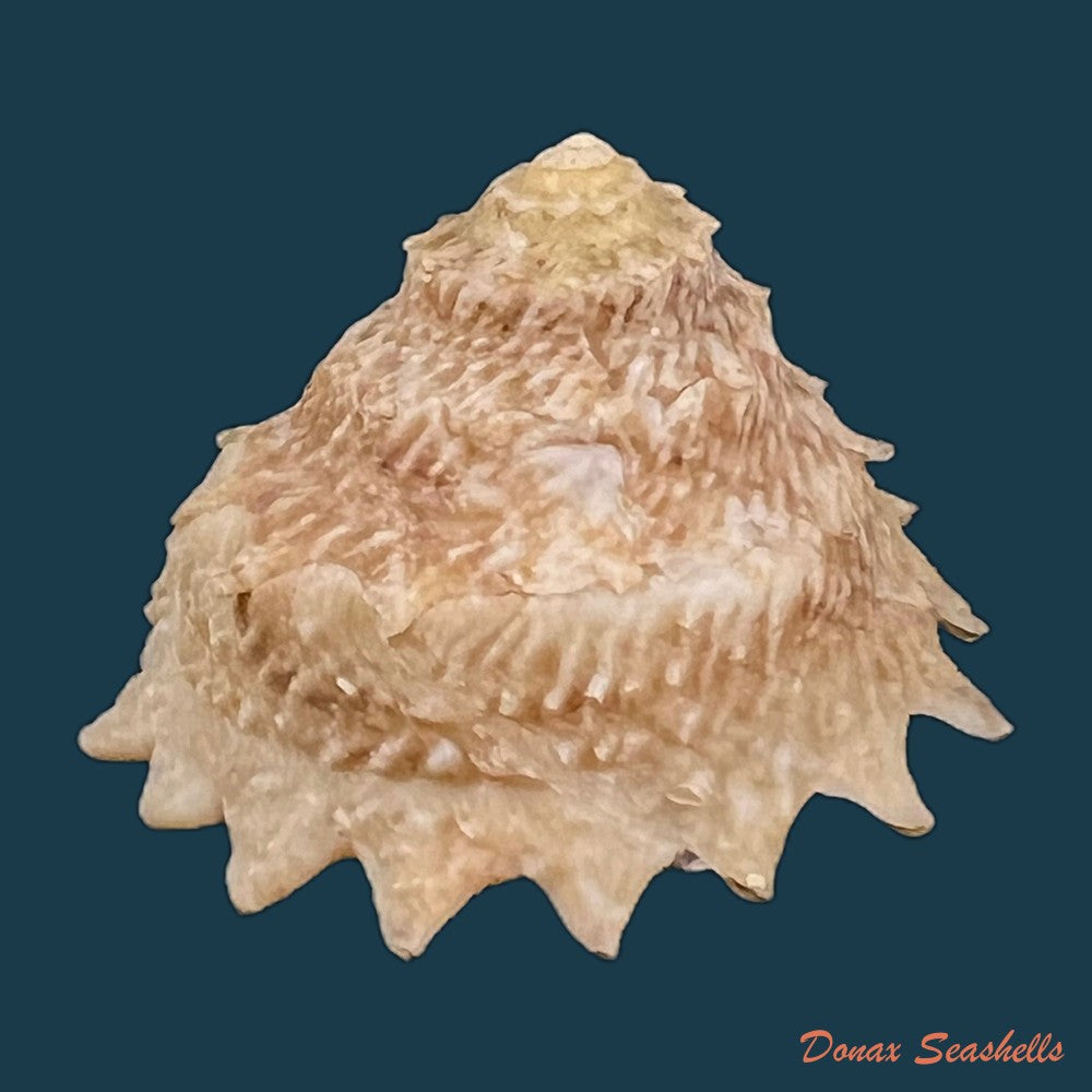 lithopoma-tuber-linnaeus-1758-23-6mm-copia
