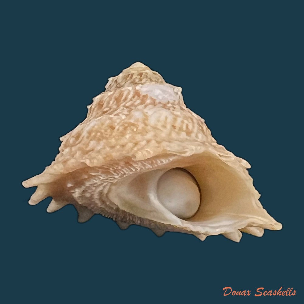 lithopoma-tuber-linnaeus-1758-23-6mm-copia