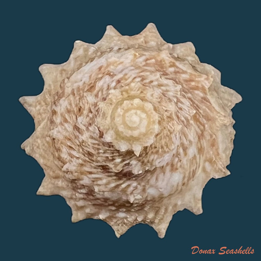 lithopoma-tuber-linnaeus-1758-23-6mm-copia
