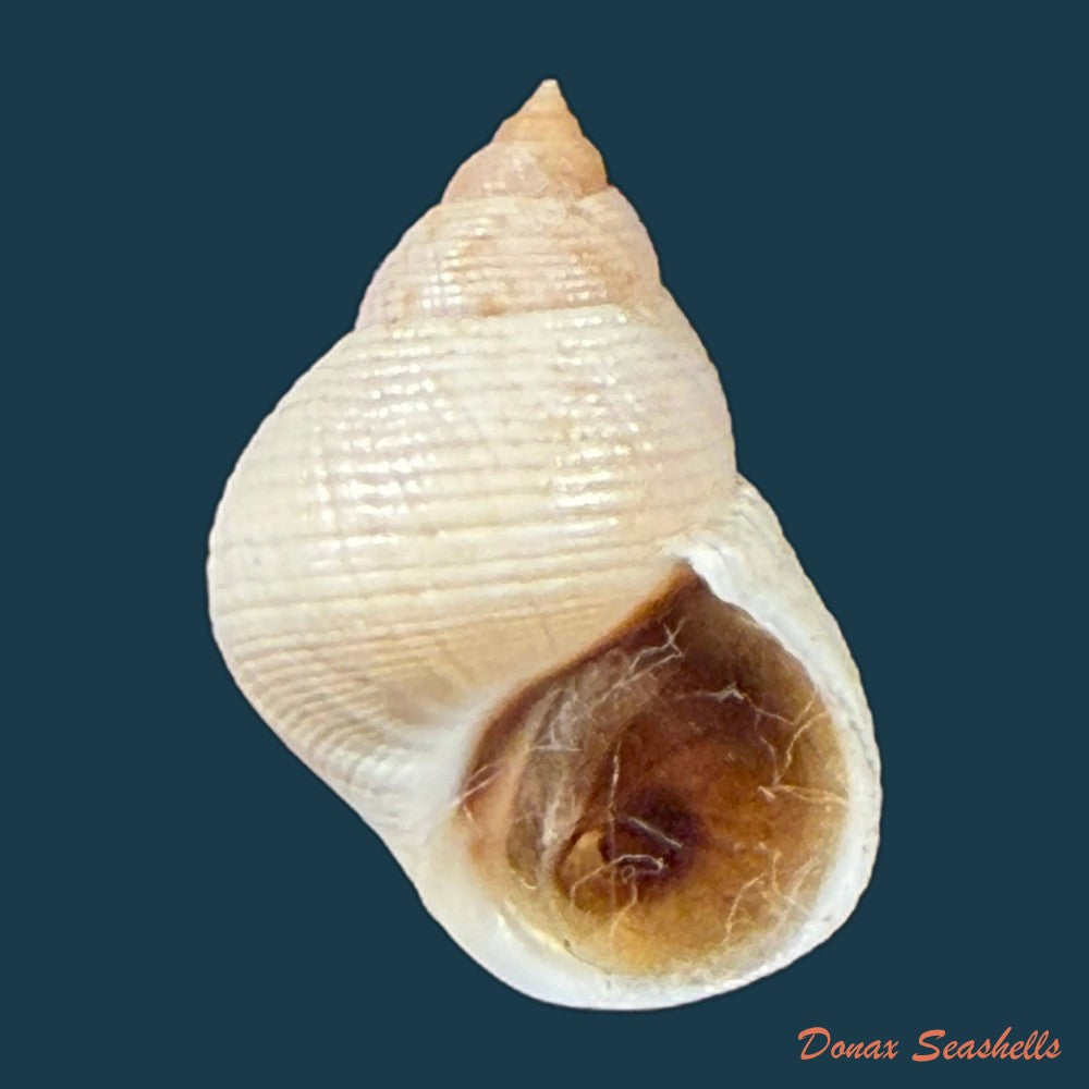 littoraria-flava-p-p-king-1832-15-3mm-copia-1