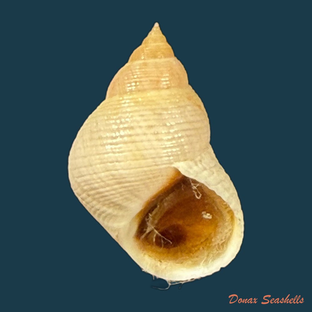 littoraria-flava-p-p-king-1832-15-3mm-copia