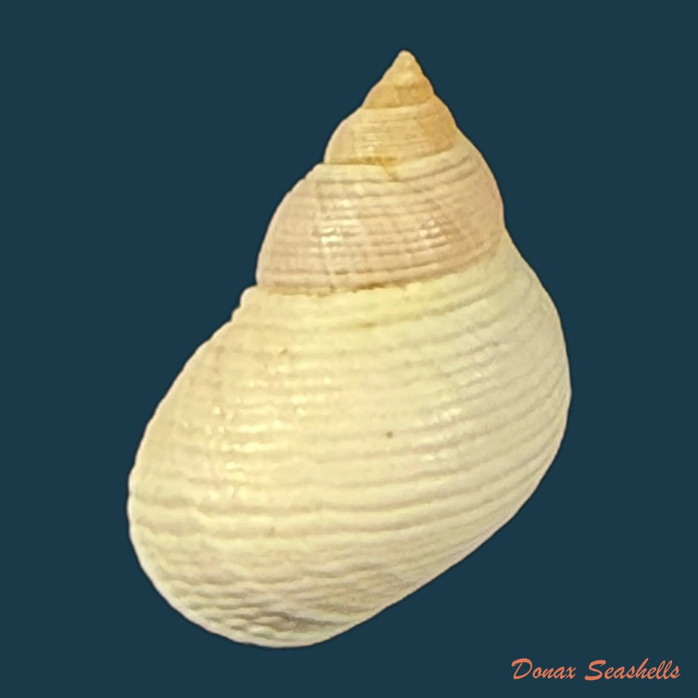 littoraria-flava-p-p-king-1832-15-5mm-copia