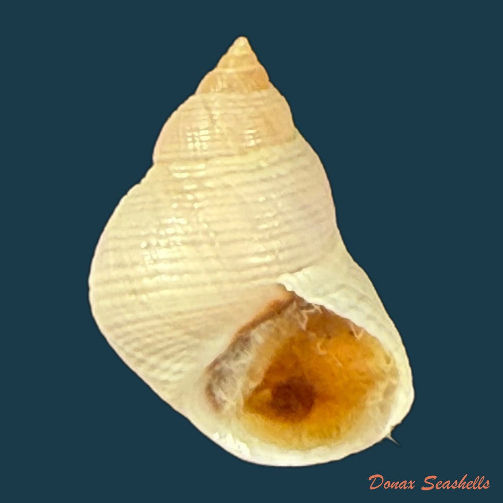 littoraria-flava-p-p-king-1832-15-5mm-copia