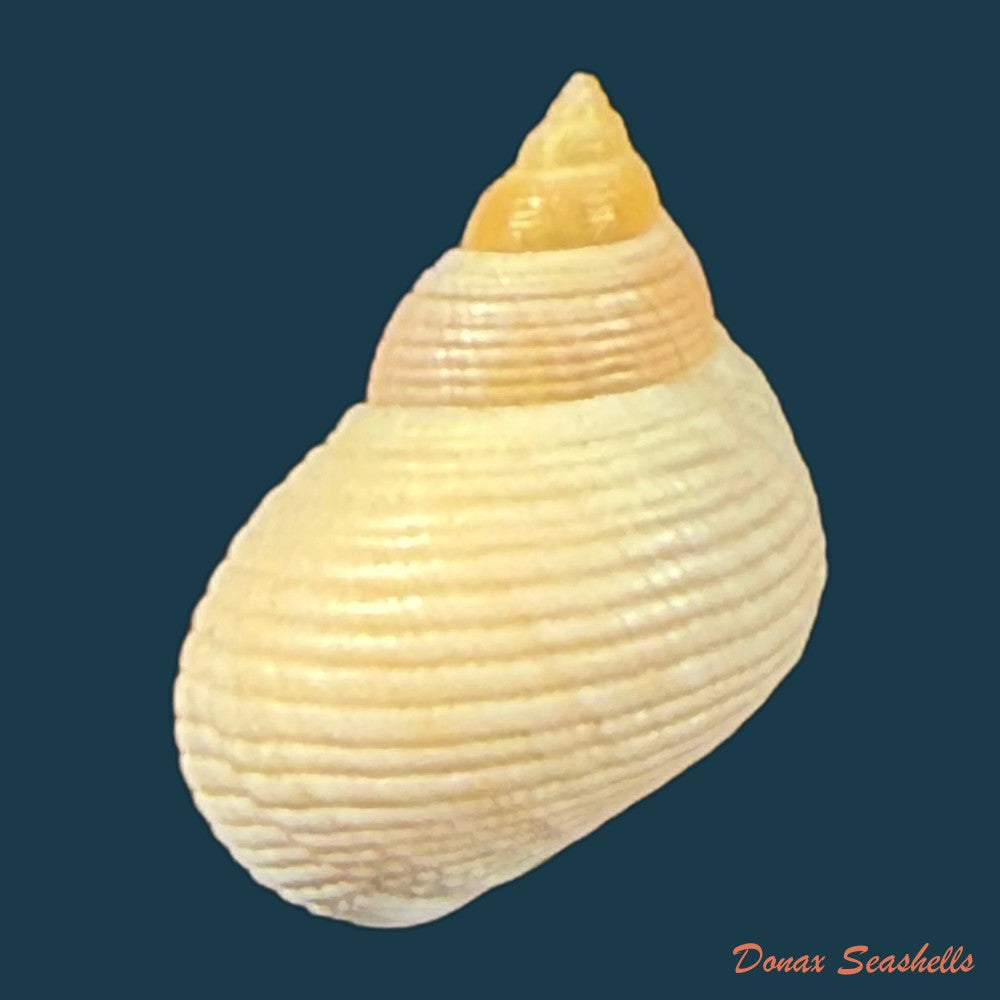 littoraria-flava-p-p-king-1832-15-8mm-copia