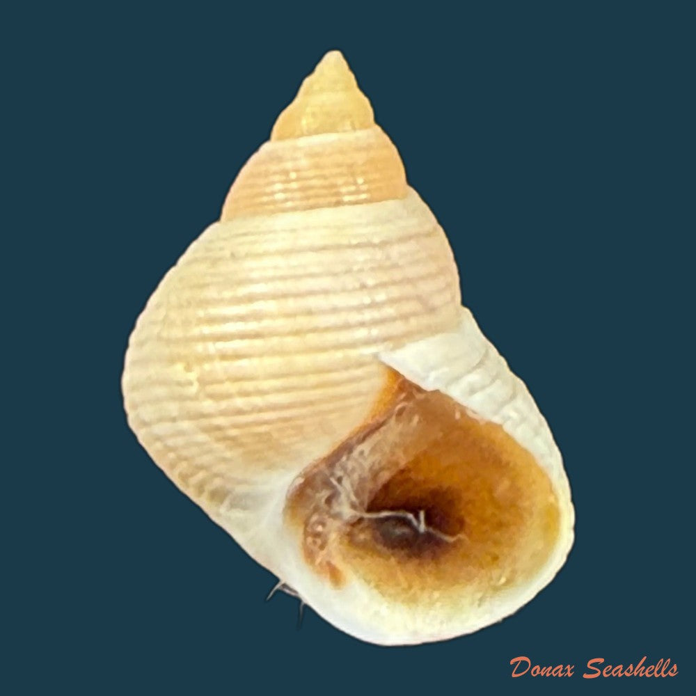 littoraria-flava-p-p-king-1832-15-8mm-copia
