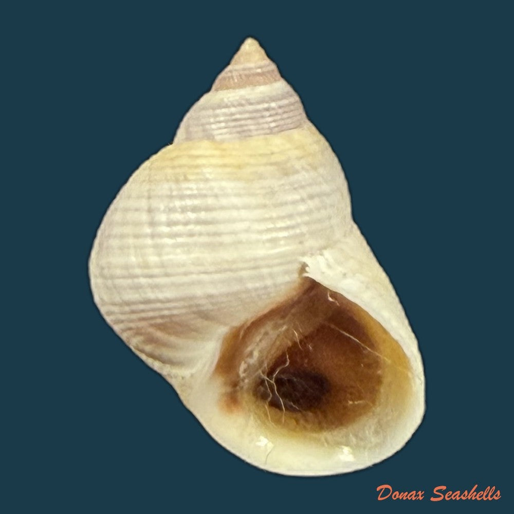 littoraria-flava-p-p-king-1832-16-3mm-copia