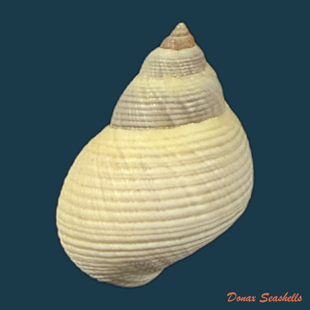 littoraria-flava-p-p-king-1832-16-5mm-copia