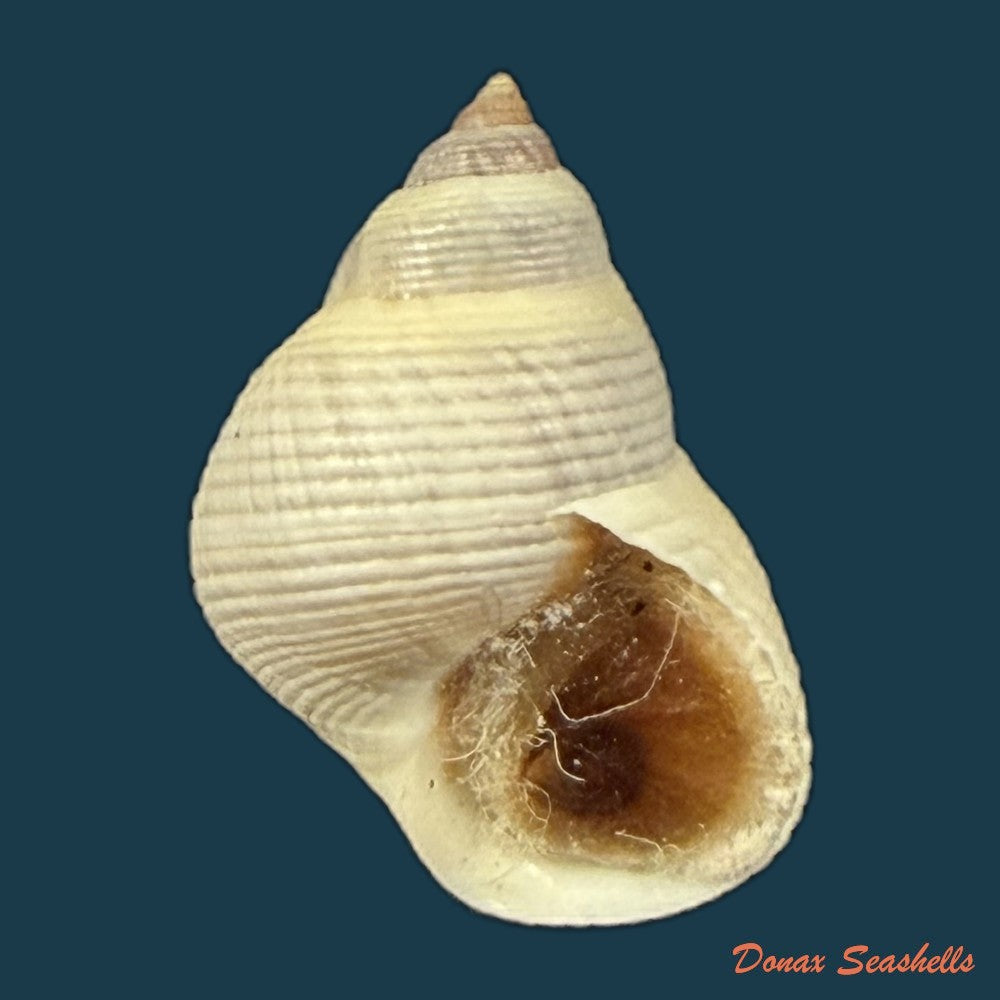 littoraria-flava-p-p-king-1832-16-5mm-copia