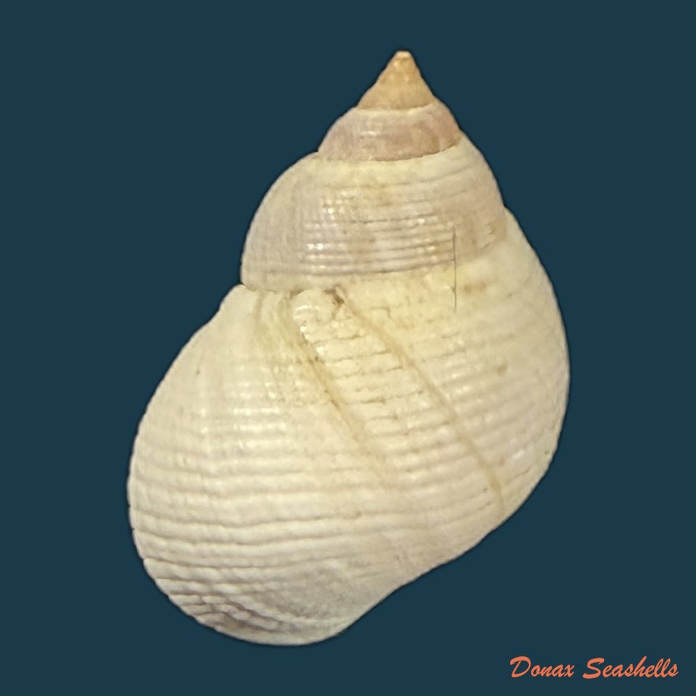 littoraria-flava-p-p-king-1832-17-1mm-copia