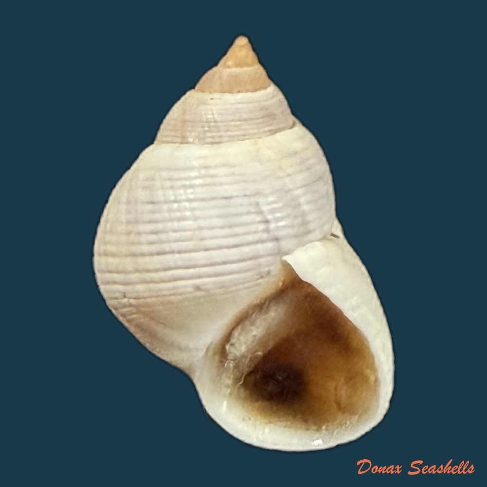 littoraria-flava-p-p-king-1832-17-1mm-copia