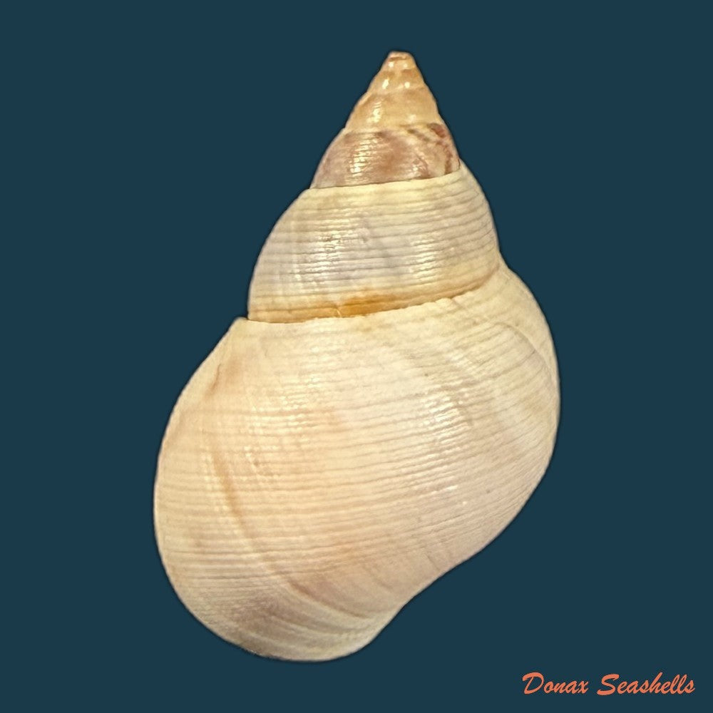 littoraria-flava-p-p-king-1832-17-6mm-copia