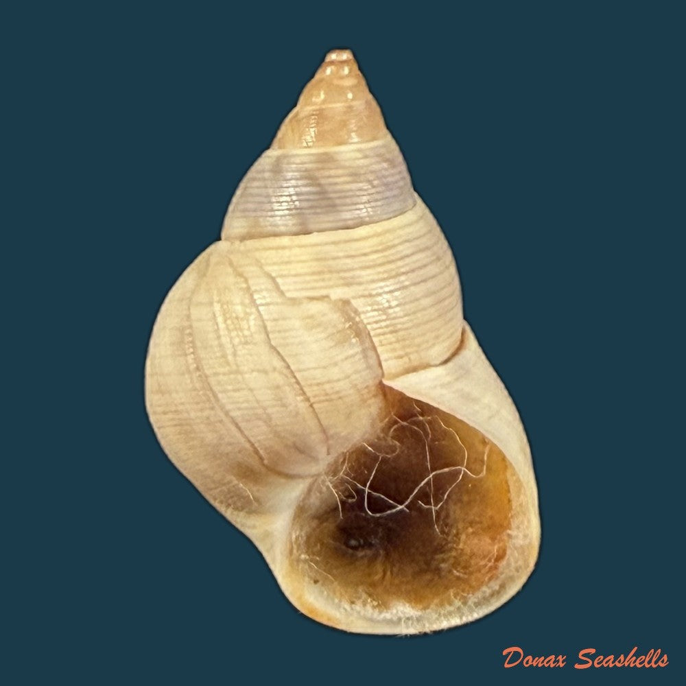 littoraria-flava-p-p-king-1832-17-6mm-copia
