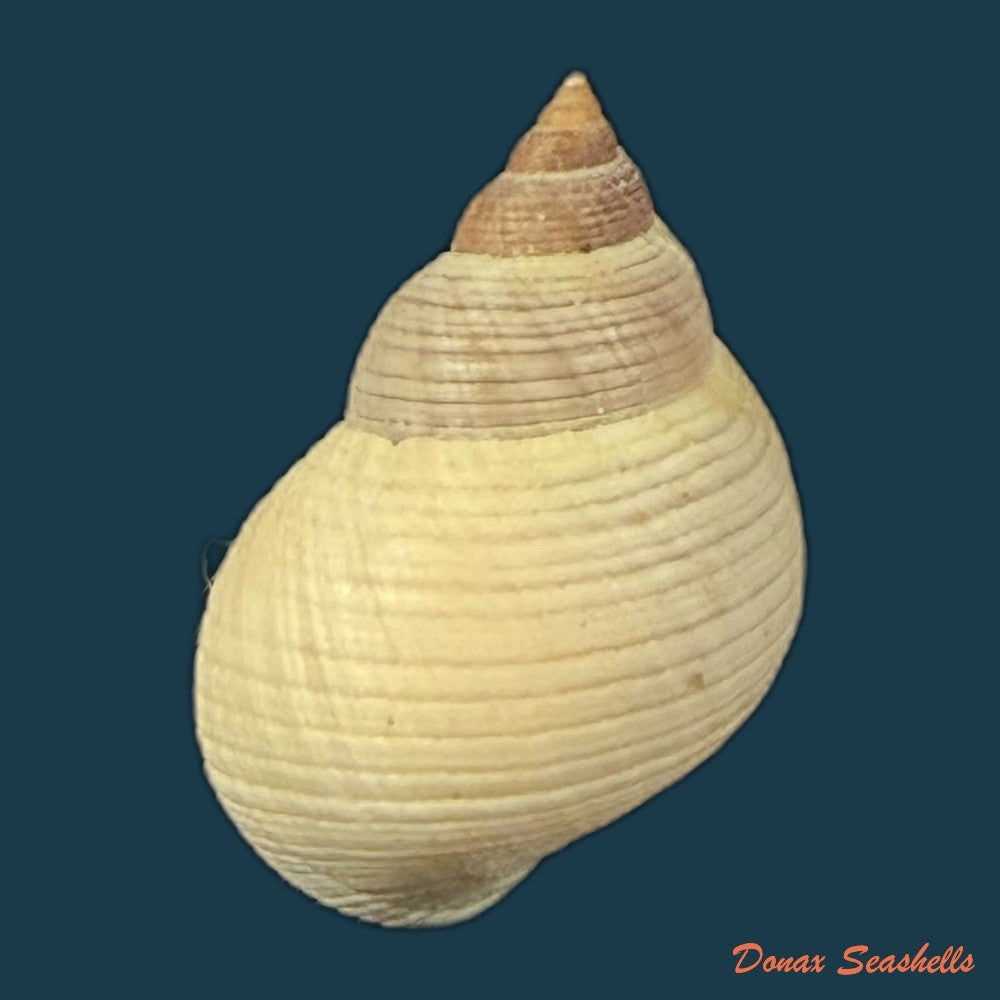littoraria-flava-p-p-king-1832-19-9mm-copia