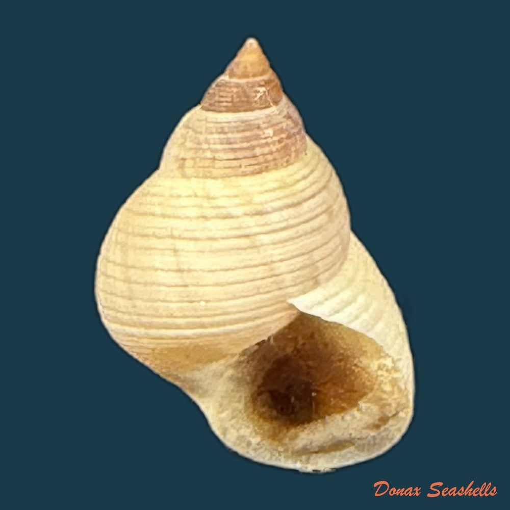 littoraria-flava-p-p-king-1832-19-9mm-copia