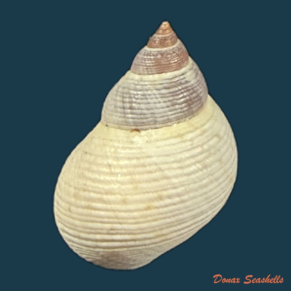 littoraria-flava-p-p-king-1832-19mm-copia