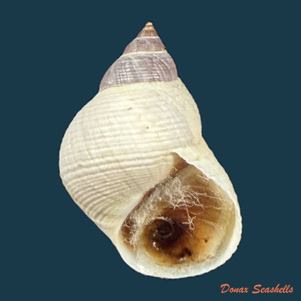 littoraria-flava-p-p-king-1832-19mm-copia
