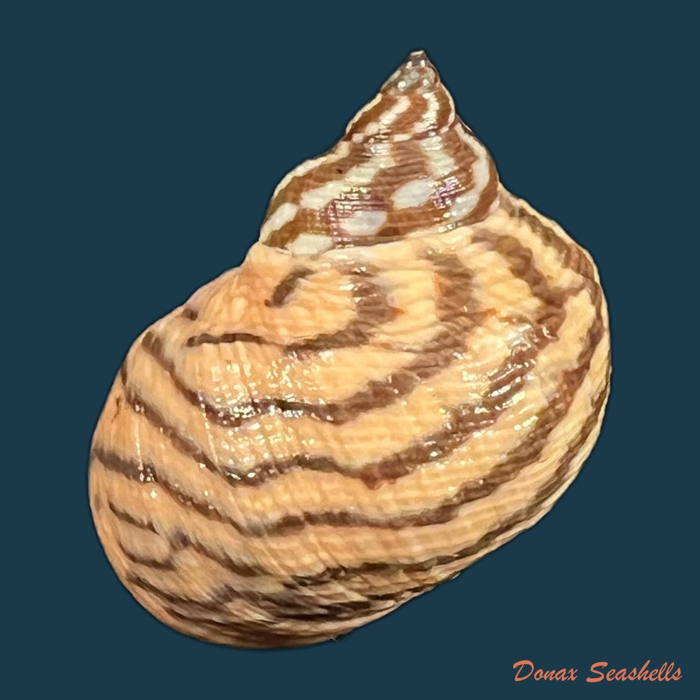 littoraria-zebra-donovan-1825-31-2mm-copia