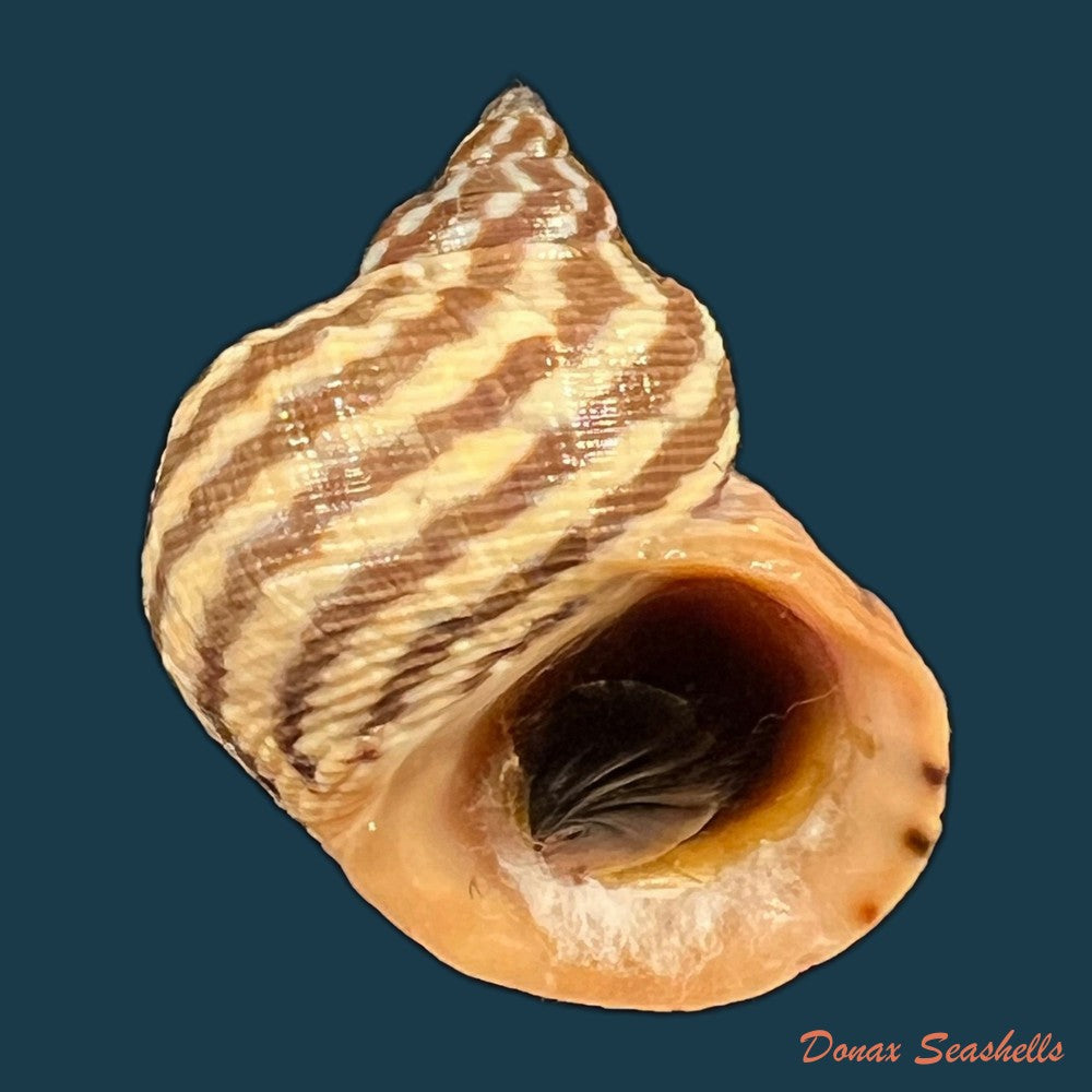 littoraria-zebra-donovan-1825-31-2mm-copia
