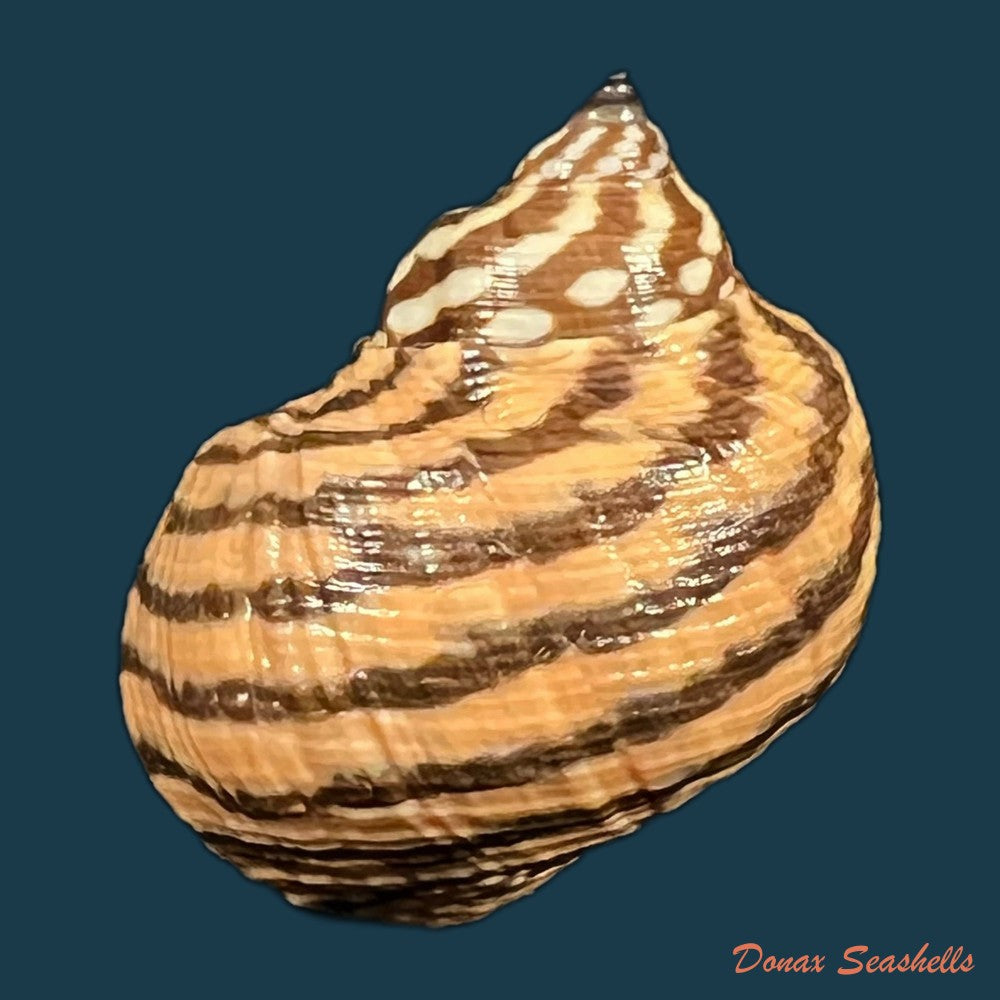 littoraria-zebra-donovan-1825-32-9mm-copia