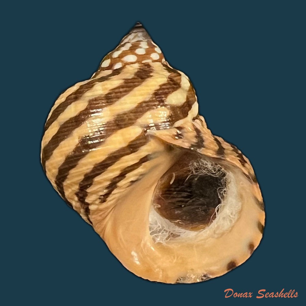 littoraria-zebra-donovan-1825-32-9mm-copia