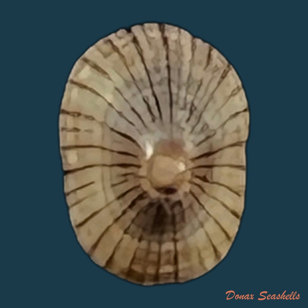 lottia-marcusi-righi-1966-6-5mm-copia