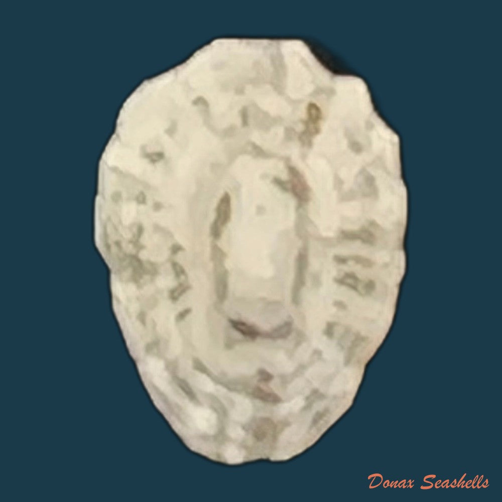 lottia-marcusi-righi-1966-7-2mm-copia
