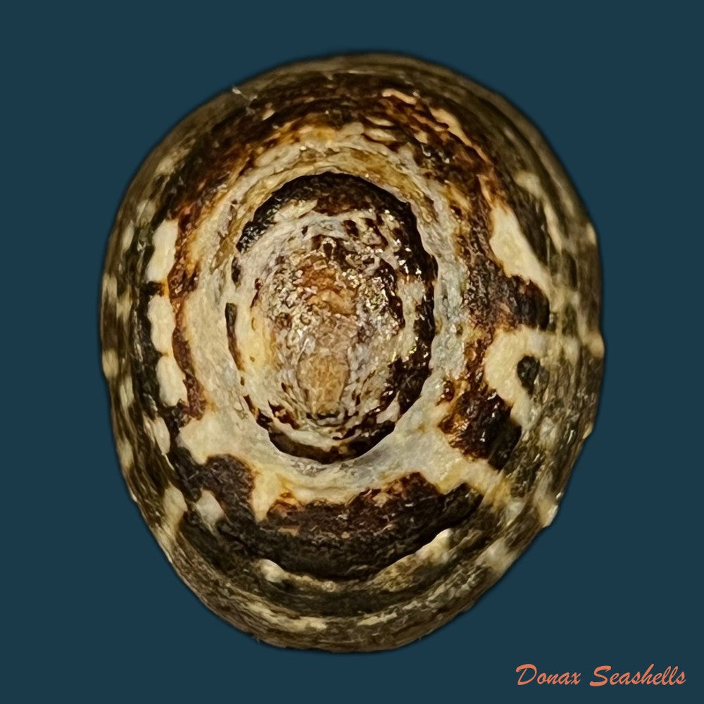 lottia-orbignyi-dall-1909-23-4mm-copia