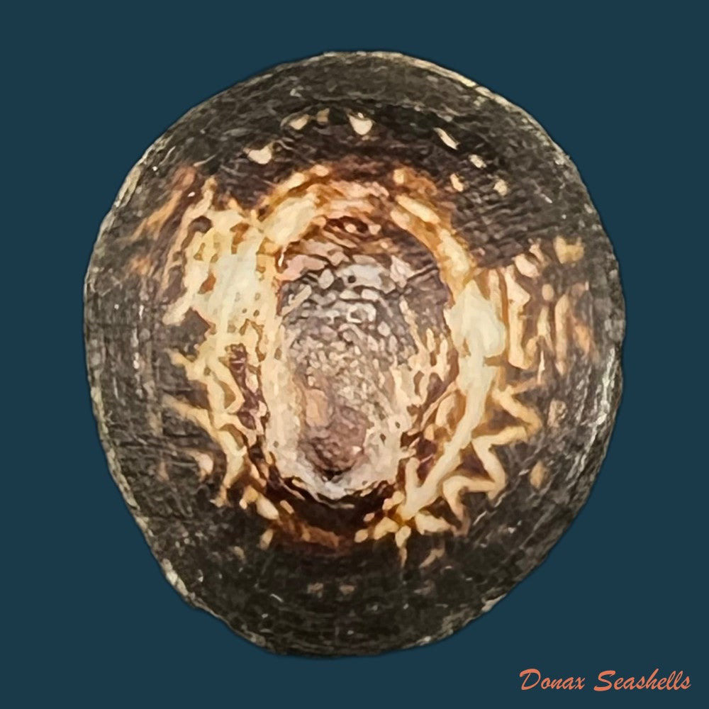 lottia-orbignyi-dall-1909-23-6mm-copia