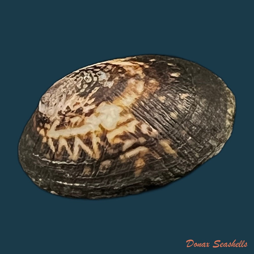 lottia-orbignyi-dall-1909-23-6mm-copia