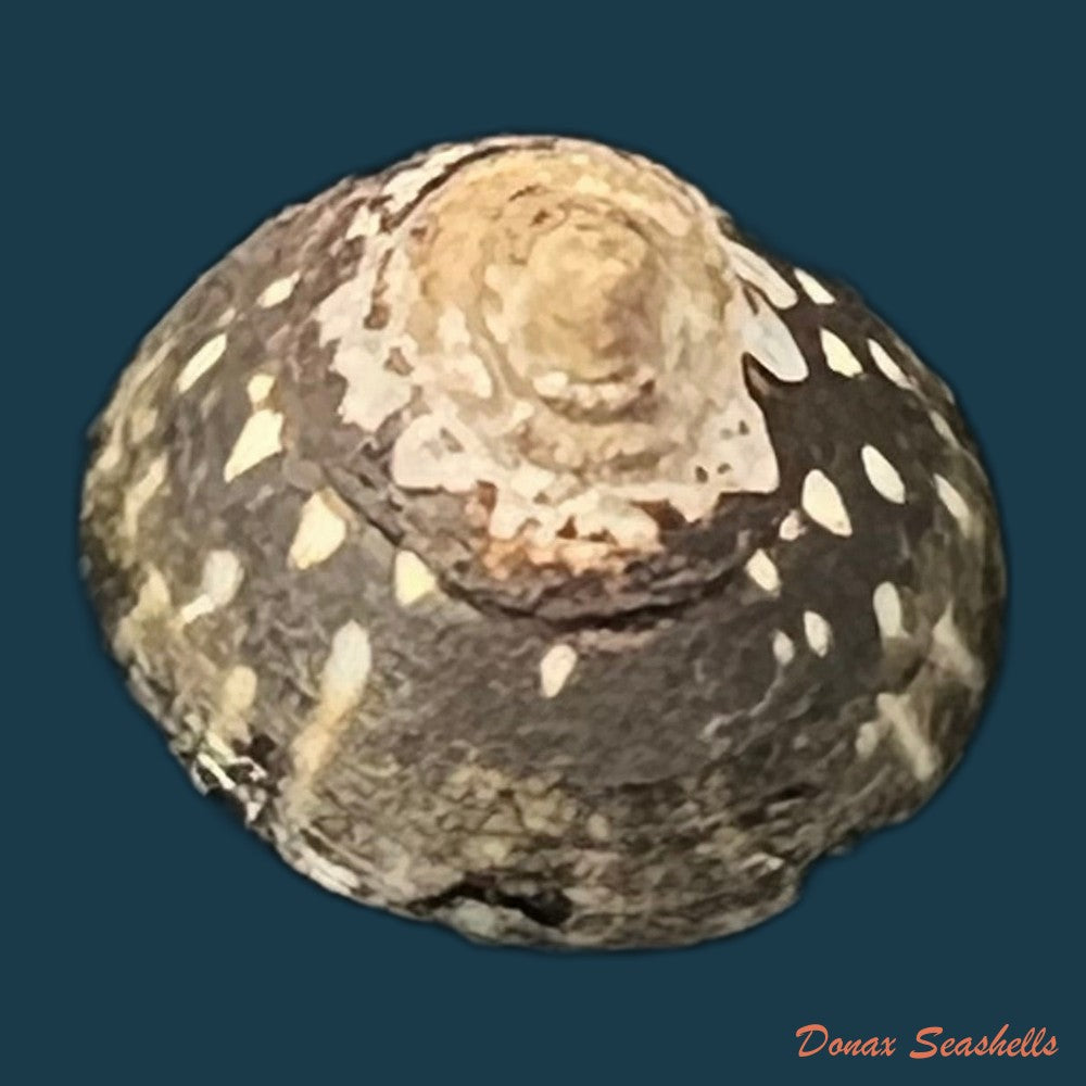 lottia-orbignyi-dall-1909-23-9mm-copia