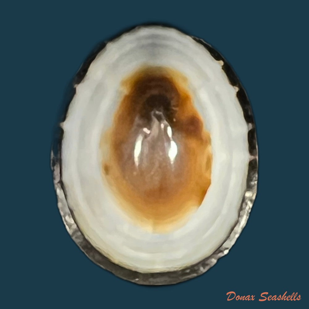 lottia-orbignyi-dall-1909-23-9mm-copia