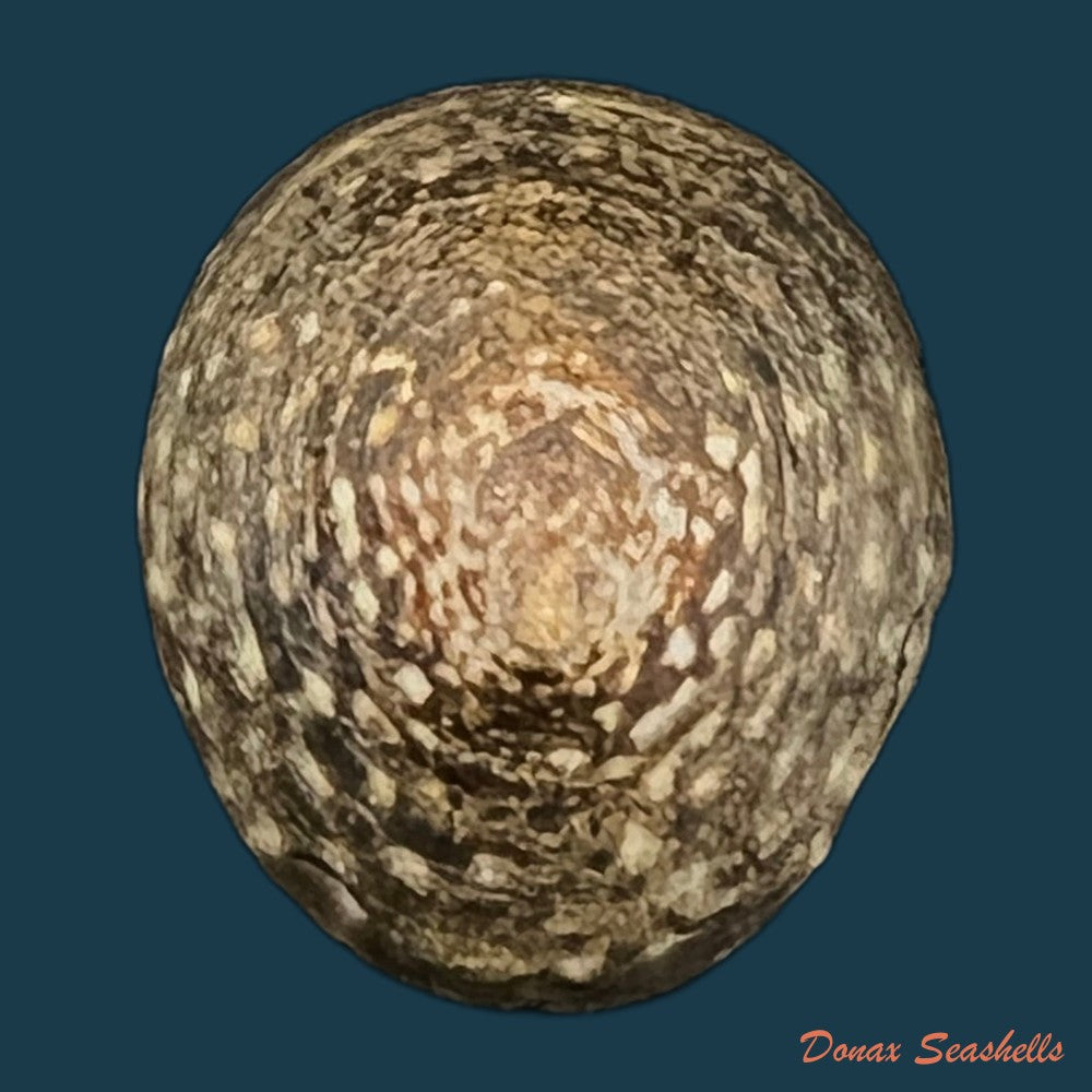 lottia-orbignyi-dall-1909-24-1mm-copia