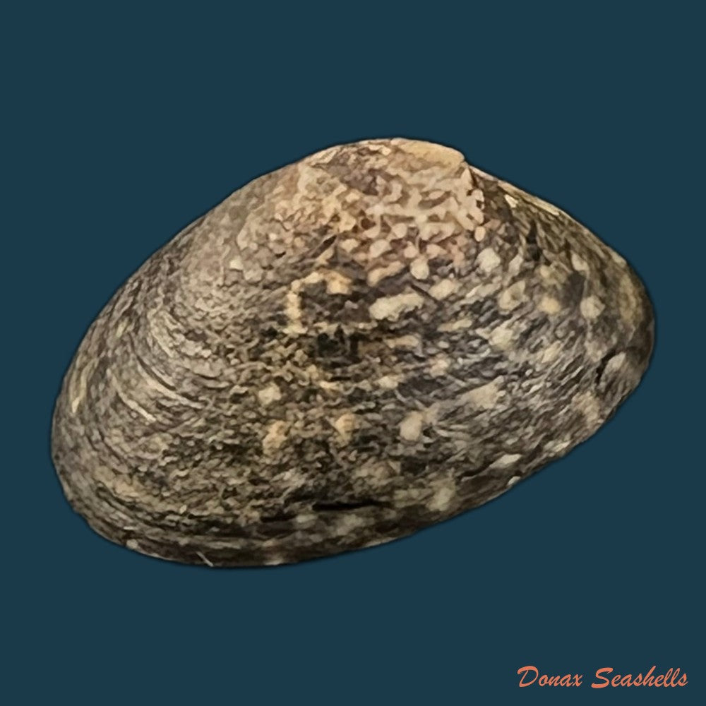 lottia-orbignyi-dall-1909-24-1mm-copia
