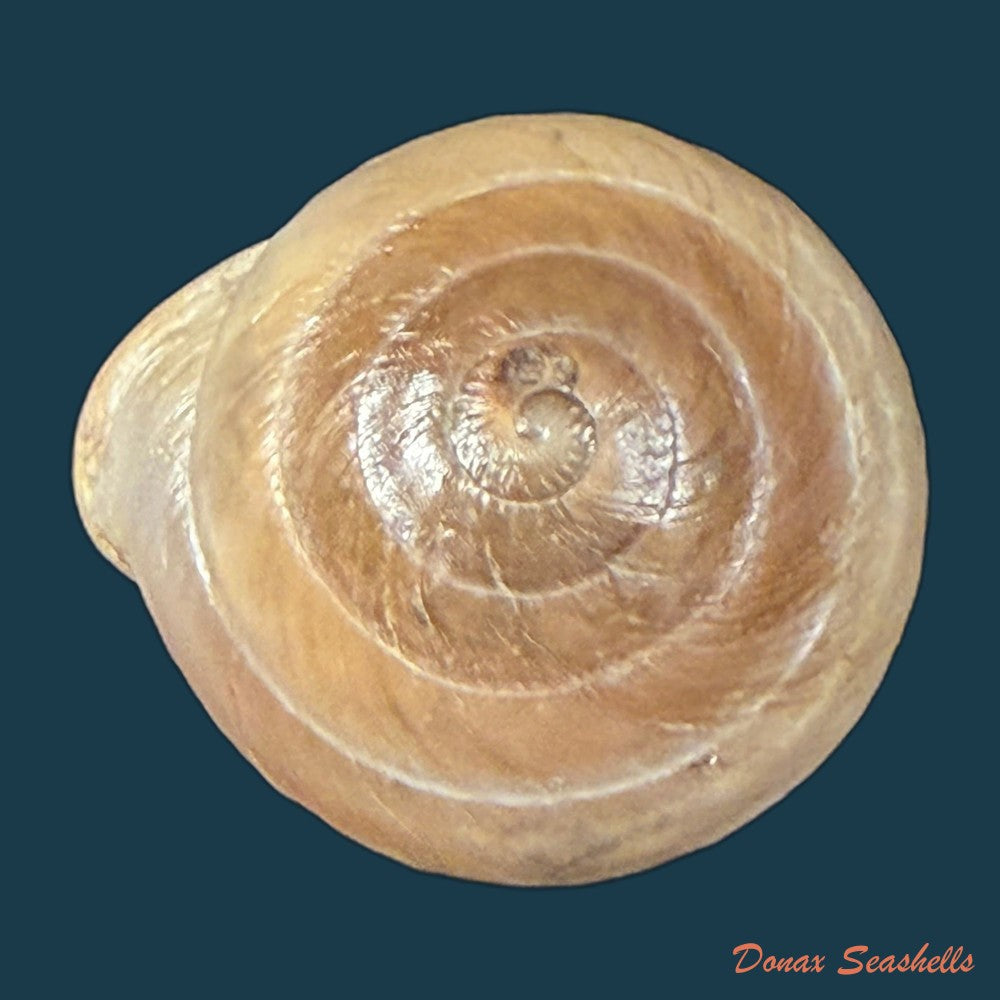 lucerna-lucerna-o-f-muller-1774-28-3mm-copia