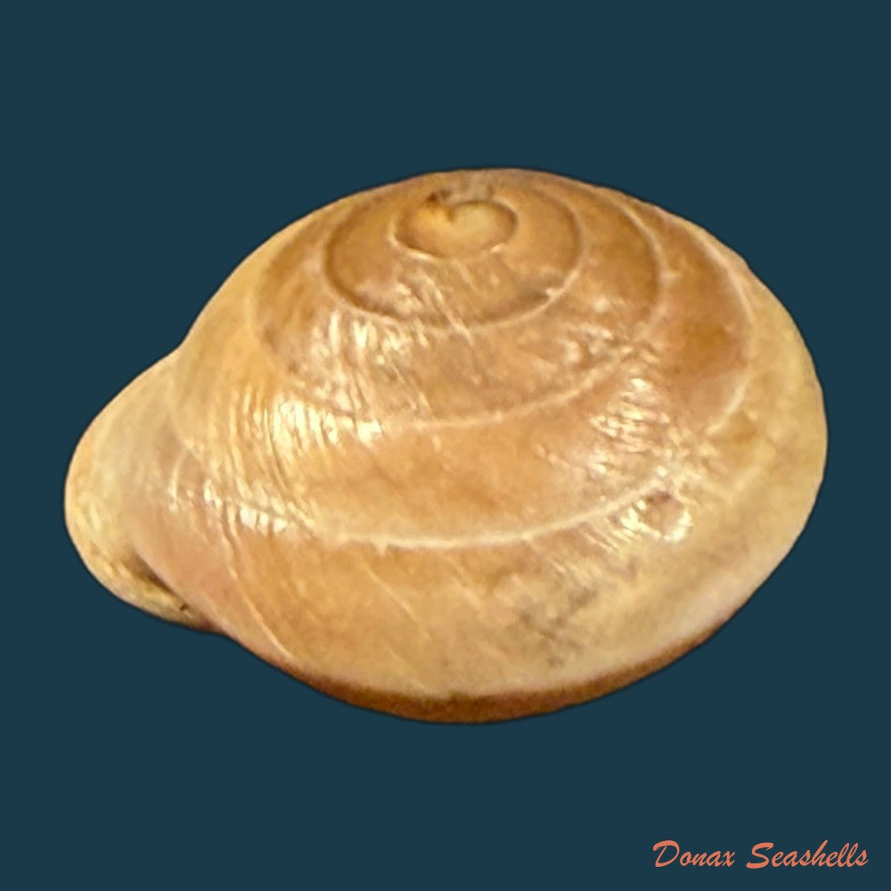 lucerna-lucerna-o-f-muller-1774-28-3mm-copia