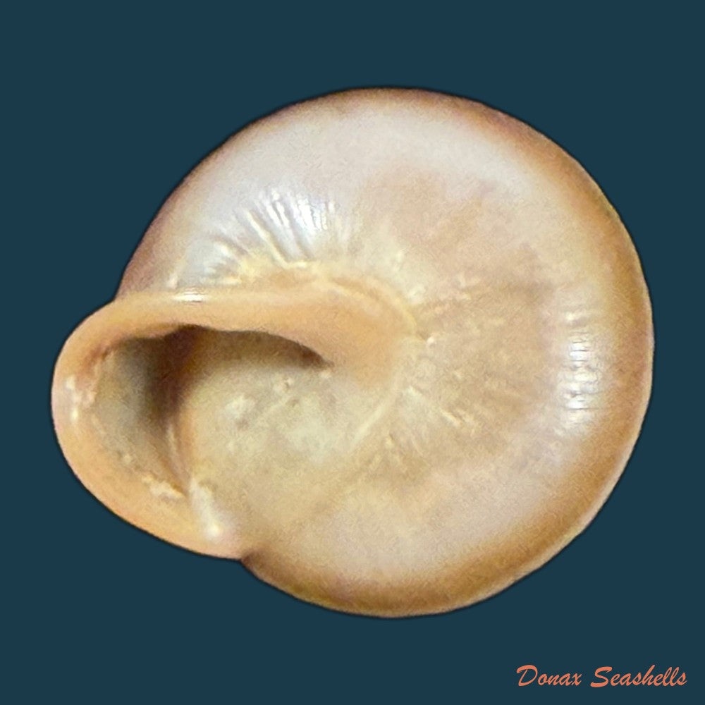 lucerna-lucerna-o-f-muller-1774-28-3mm-copia