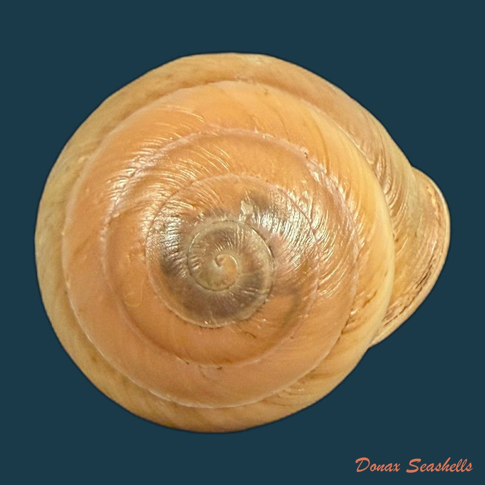 lucerna-lucerna-o-f-muller-1774-28-4mm-copia